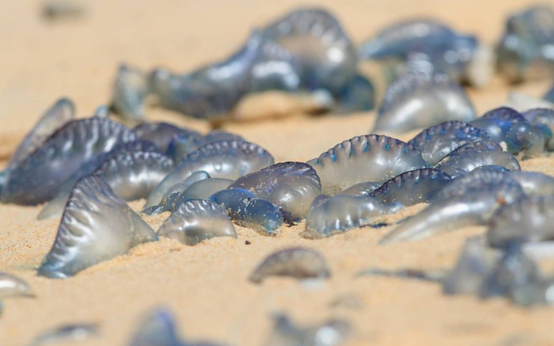 Jellyfish