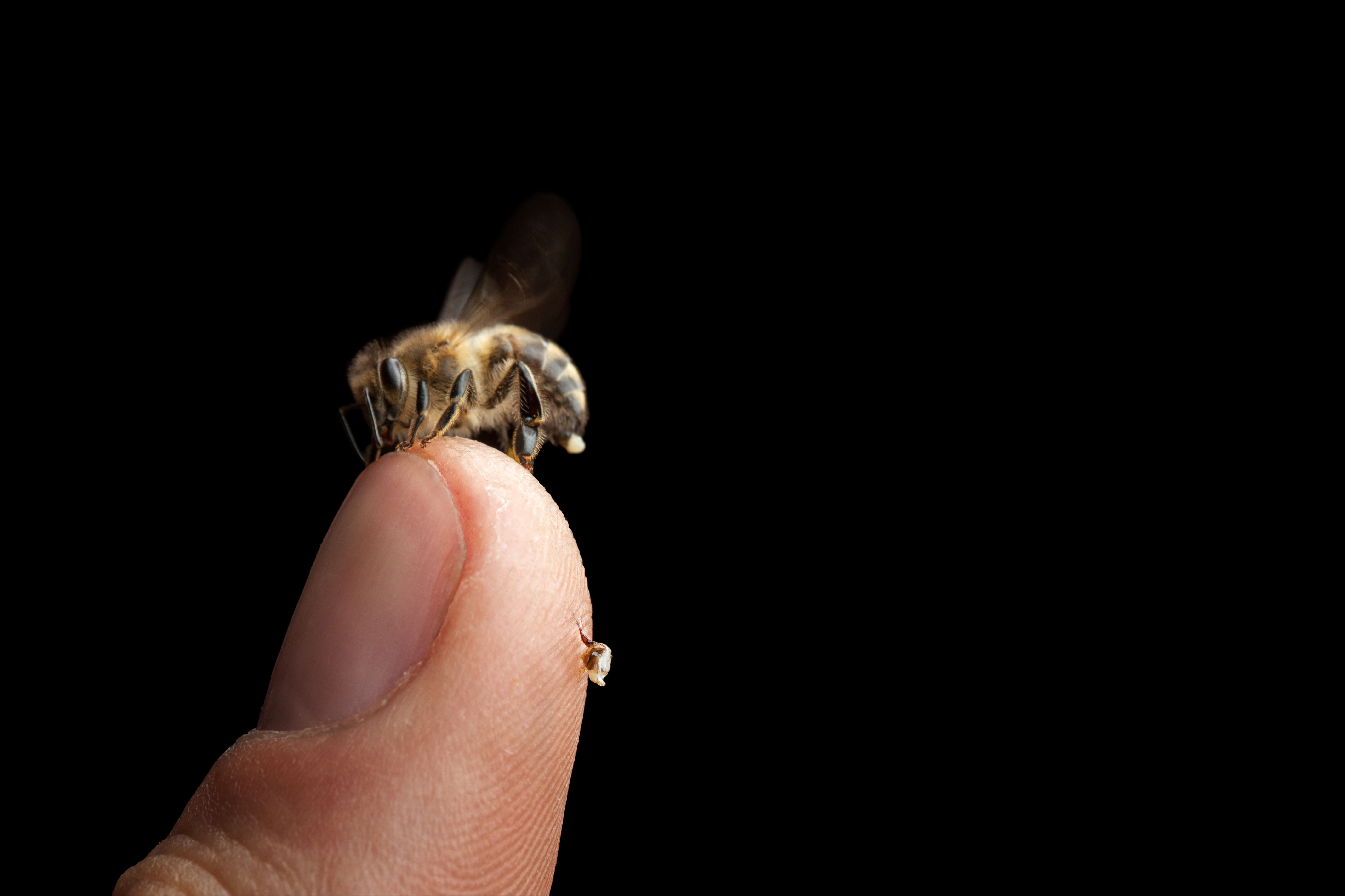 Hand Pinching a Bee